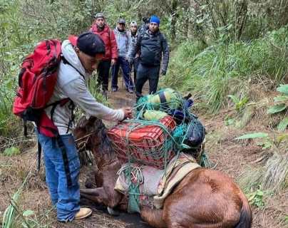 Video: qué más se sabe del caballo que fue captado en el Volcán Acatenango mientras yacía con demasiada carga en su lomo