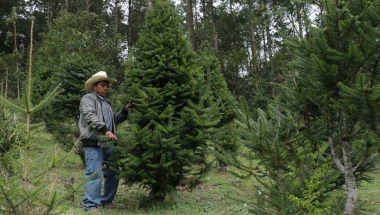 El pinabete es muy cotizado en Navidad por su belleza y aroma. (Foto Prensa Libre: Hemeroteca PL)