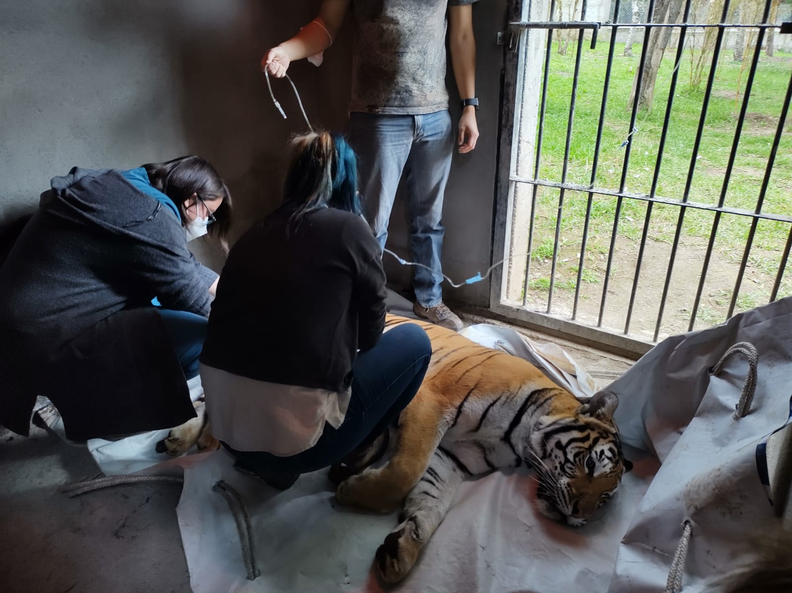 Los tigres cuentan con un nuevo hogar en Xela. (Foto Prensa Libre: cortesía)