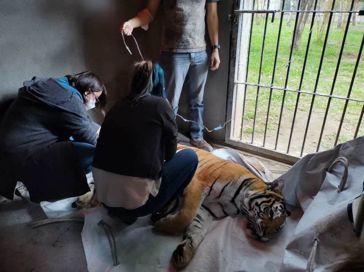 Tigres de Bengala tienen un nuevo y amplio espacio luego de permanecer cinco años en una estrecha jaula en Xela