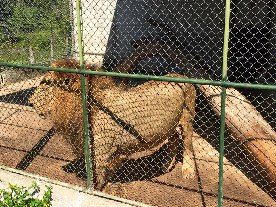 El león atacó a su dueño y fue abatido a balazos en centro turístico de Petén. (Foto: Hemeroteca PL)