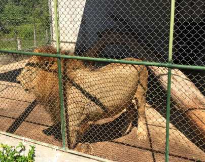Revelan más detalles del león que fue sacrificado después de que mató a su cuidador en Petén
