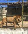 León de un turicentro en El Chal, Petén, escapa de su jaula y mata a su cuidador, en animal fue sacrificado. (Foto Prensa Libre: Turicentro Santa Isabel/Facebook)   