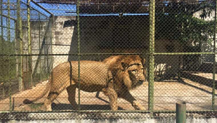 León de un turicentro en El Chal, Petén, escapa de su jaula y mata a su cuidador, en animal fue sacrificado. (Foto Prensa Libre: Turicentro Santa Isabel/Facebook)   