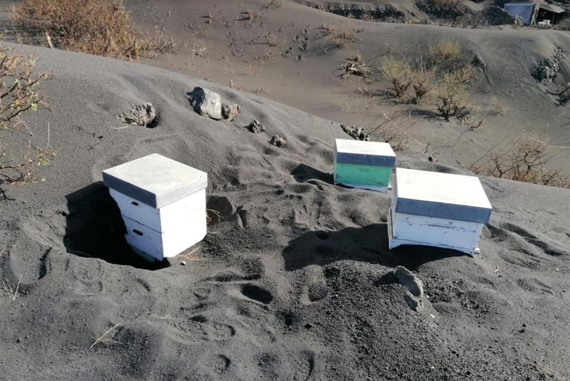 Imagen de las colmenas rescatadas tras 50 días enterradas bajo un manto de ceniza del volcán de La Palma. (Foto Prensa Libre: EFE)