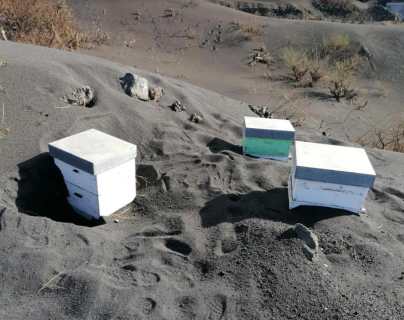 El curioso caso de las miles de abejas que sobrevivieron 50 días bajo la ceniza del volcán de La Palma