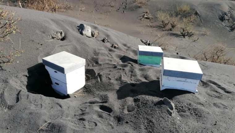 Imagen de las colmenas rescatadas tras 50 días enterradas bajo un manto de ceniza del volcán de La Palma. (Foto Prensa Libre: EFE)