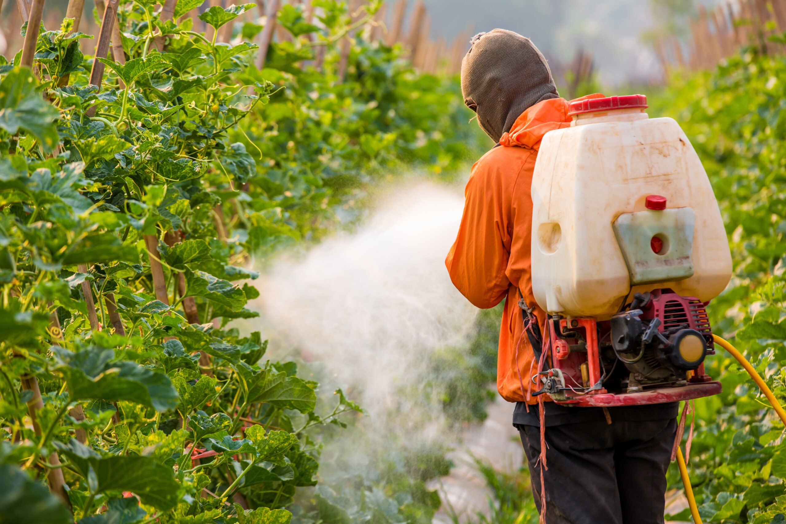 Влияние пестицидов на вредителей растений. Пестициды. Сельское хозяйство загрязнение. Ядохимикаты в сельском хозяйстве. Пестицидами и агрохимикатами.