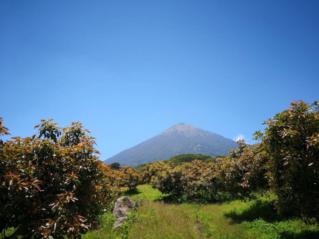 Guatemala tiene un estimado de seis mil hectáreas de cultivo de aguacate Hass, (Foto Prensa Libre: Cortesía)