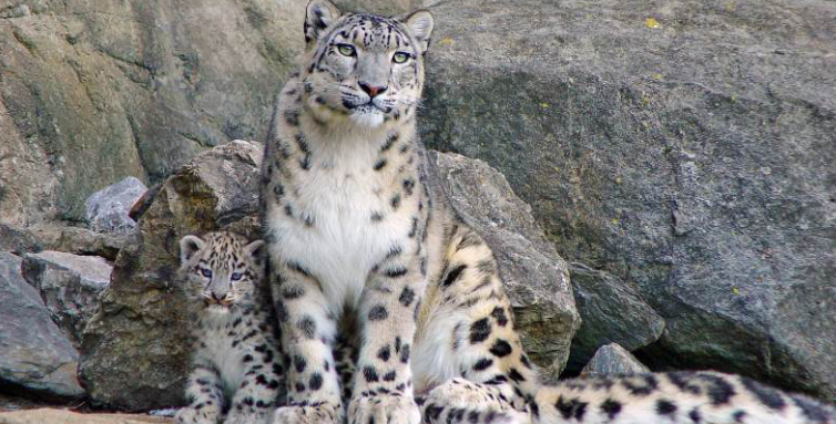 Con el reciente contagio son seis las especies animales que han mostrado vulnerabilidad ante el covid-19. Fotografía: Referencial. 