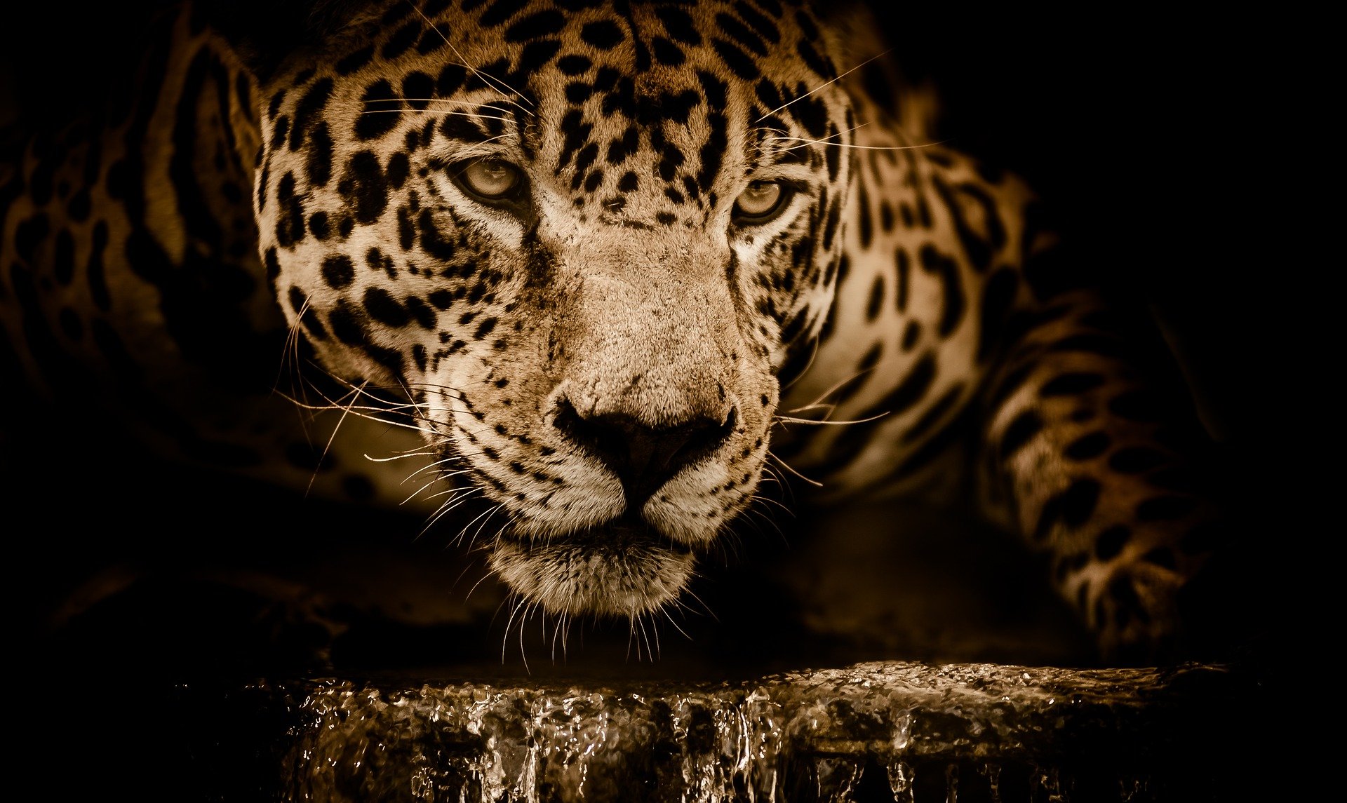 Jaguares atacan a flamencos dentro del Parque de las Aves en Brasil. (Foto Prensa Libre: Pixabay)