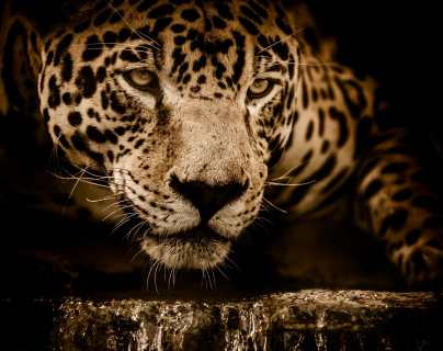 Tragedia en zoológico de Brasil: Dos jaguares invaden un parque y matan 172 flamencos