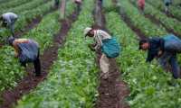 La mitad de los productores (45%) prevé una reducción en el empleo. (Foto Prensa Libre: Hemeroteca)