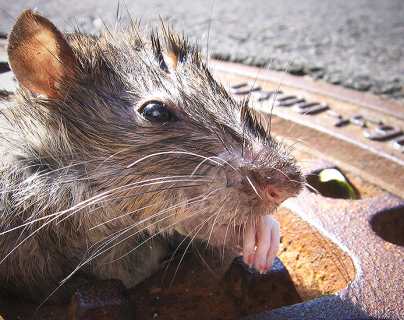 “Si comes aquí, estás cenando con ratas”: los problemas que causan en Nueva York las terrazas de los restaurantes