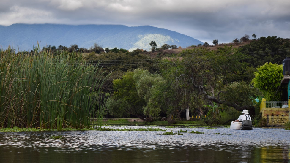 El sitio de reintroducción en Jalisco, el suroeste de México. Chester Zoo