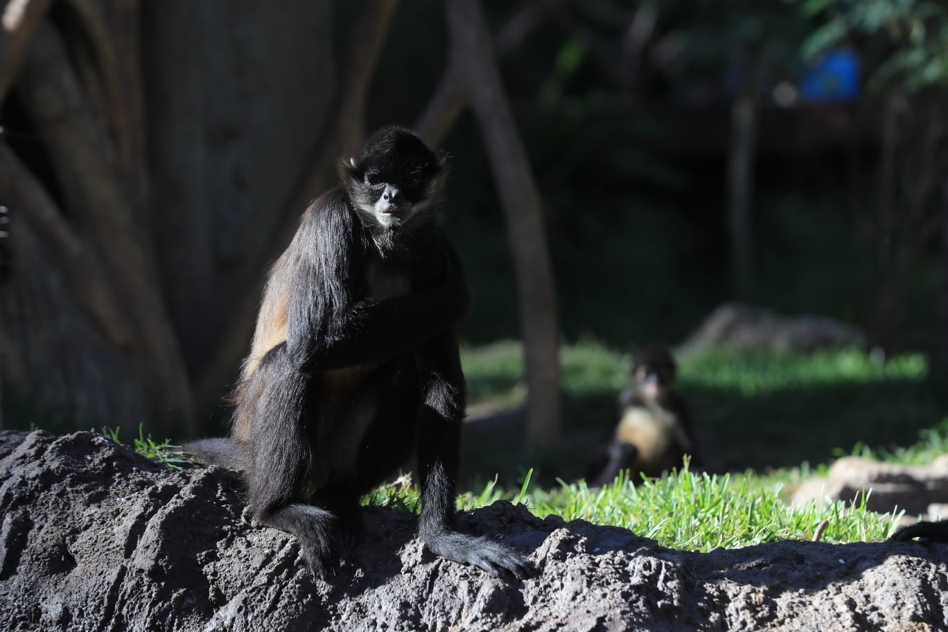 El mono araña es una de las especias que habita los bosques de Guatemala, pero la caza furtiva lo ha llevado al borde de la extinción. (Foto Prensa Libre: Byron García)