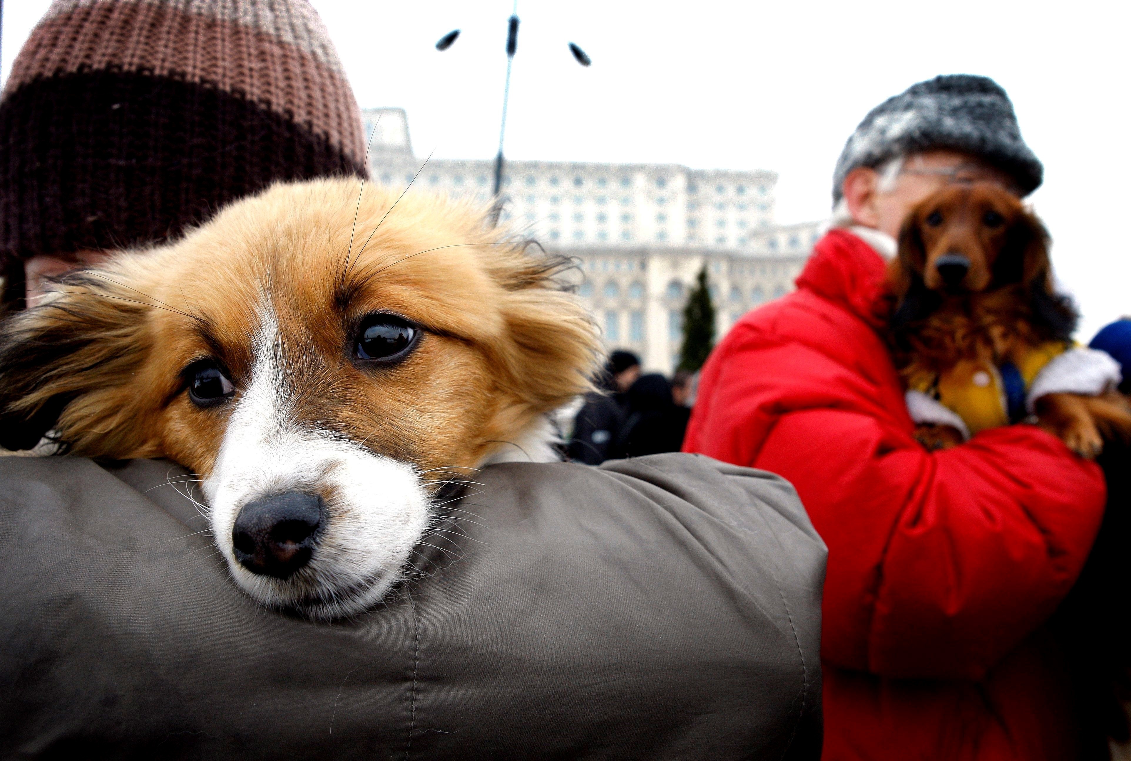 Claves para hacer del perro el mejor amigo