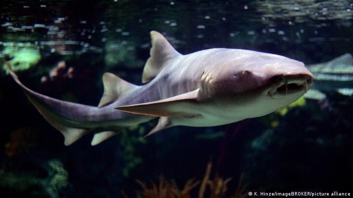 Anticuerpos de tiburón podrían ayudar a neutralizar el COVID-19 y a prepararnos para futuros brotes
