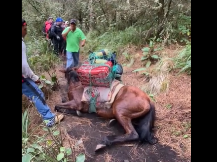 Municipalidad prohíbe el ingreso de caballos al volcán Acatenango
