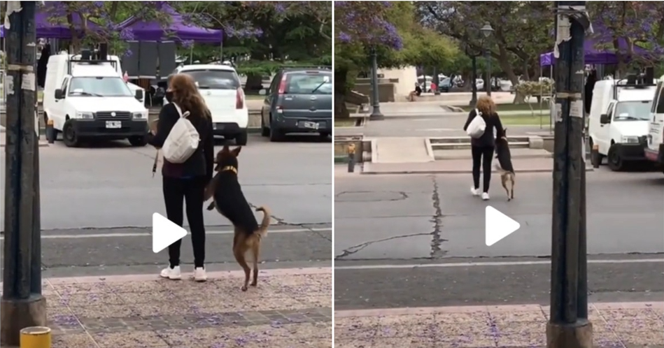 El animal cruzó la calle junto a su dueña. (Foto captura de pantalla de video original). 
