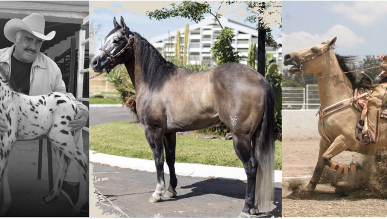Vicente Fernández era un apasionado por los caballos. (Fotos Instagram: _vicentefdez). 