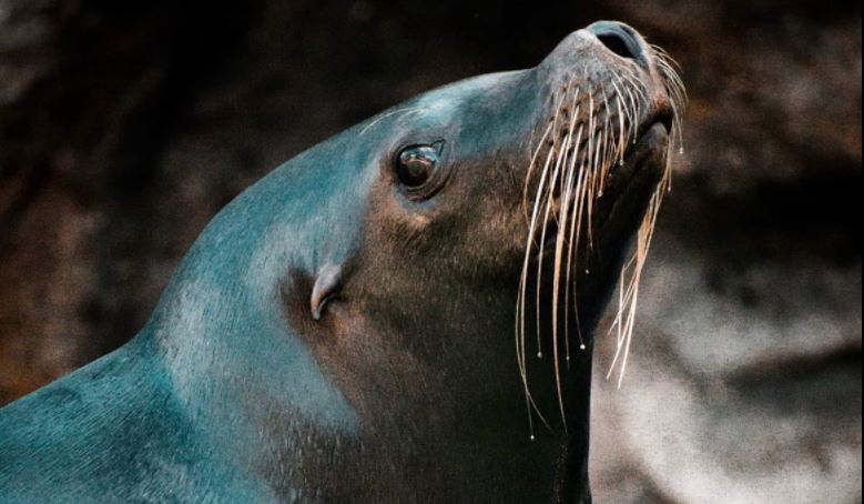Muere Kira, uno de los dos leones marinos recibidos en octubre en el Zoológico La Aurora