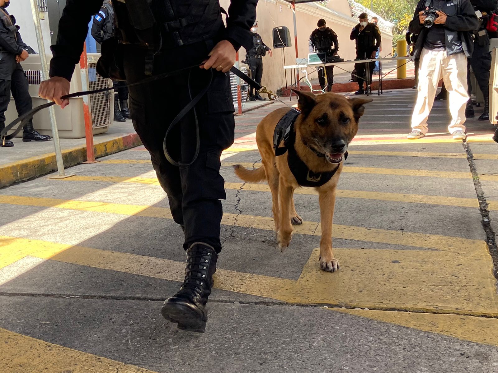 Perros policias jubilados