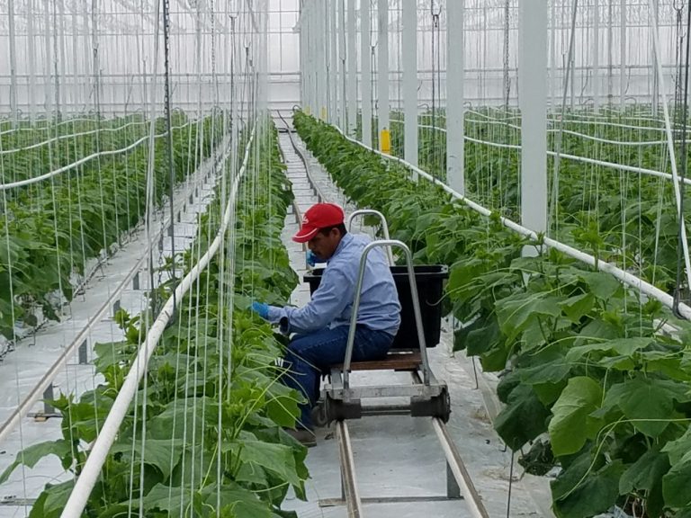 Anualmente miles de trabajadores temporales guatemaltecos viajan a Canadá para llevar a cabo tareas en su mayoría agrícolas. (Foto Prensa Libre: Minex)