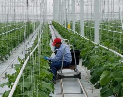 19 trabajadores agrícolas guatemaltecos son rescatados en Canadá, porque les vulneraban derechos laborales