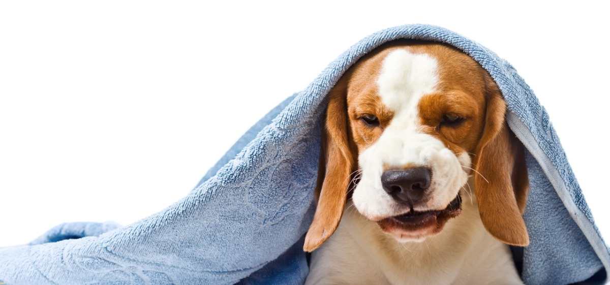 Frío de la época predispone a perros y gatos a enfermedades respiratorias
