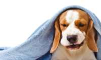 Las bajas temperaturas pueden afectar a perros y gatos y desencadenarles enfermedades respiratorias. (Foto Prensa Libre, Shutterstock)