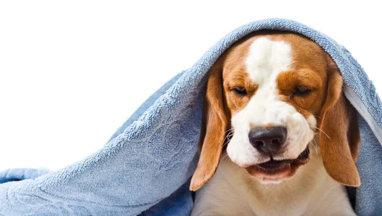 Las bajas temperaturas pueden afectar a perros y gatos y desencadenarles enfermedades respiratorias. (Foto Prensa Libre, Shutterstock)