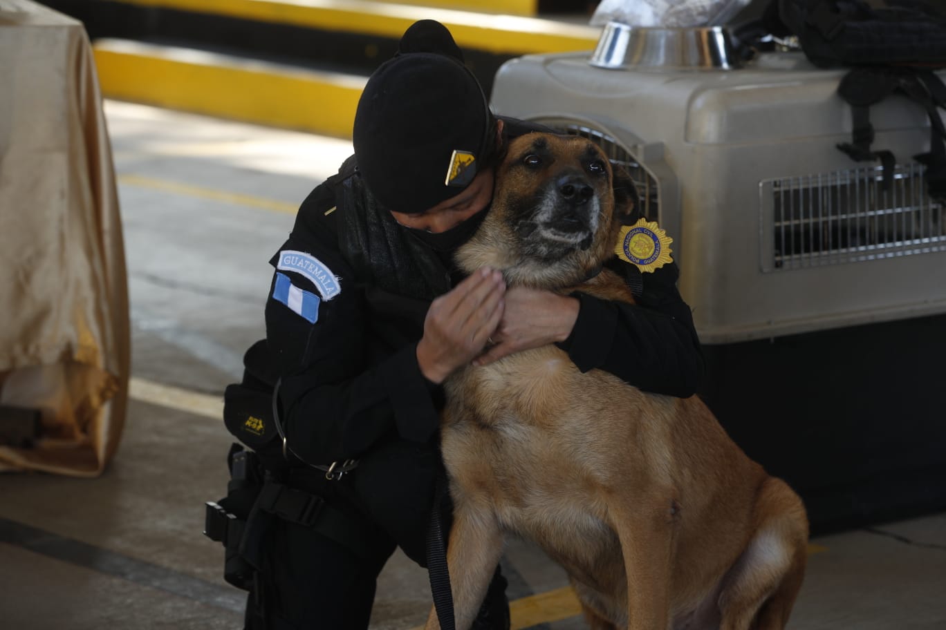 frecuentemente Vergonzoso Supone 12 perros polícia k-9 se jubilan y van a sus nuevos hogares (una ceremonia  emotiva y otros detalles)