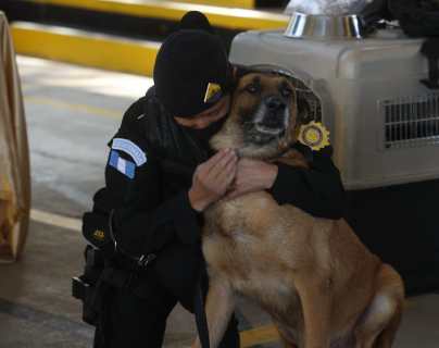 12 perros polícia k-9 se jubilan y van a sus nuevos hogares (una ceremonia emotiva y otros detalles)