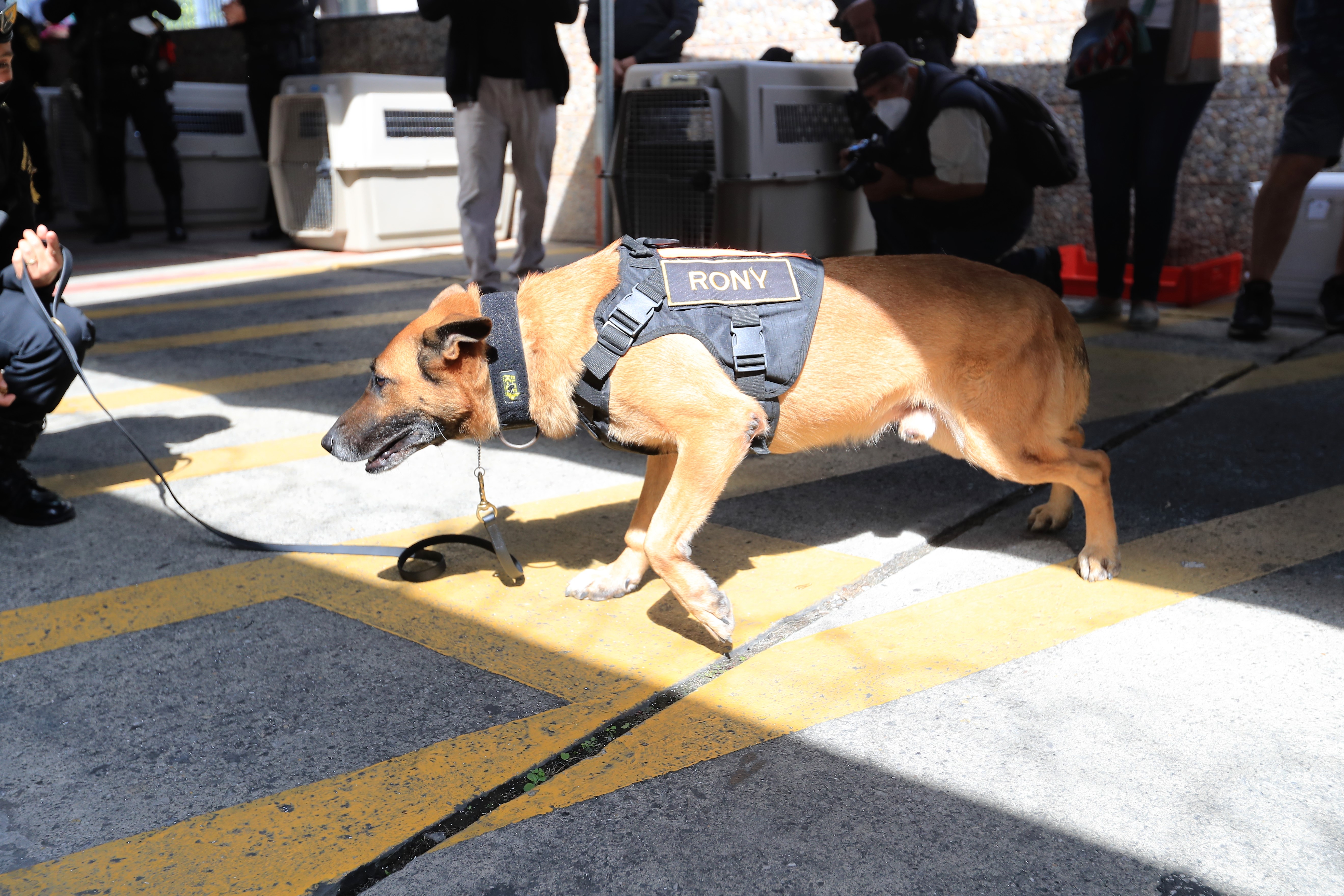 Los perros policías en Guatemala reciben un entrenamiento constante para cumplir con las misiones asignadas. 
 (Foto Prensa Libre: Byron García)