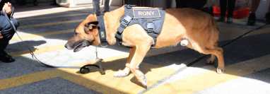 Los perros policías en Guatemala reciben un entrenamiento constante para cumplir con las misiones asignadas. 
 (Foto Prensa Libre: Byron García)