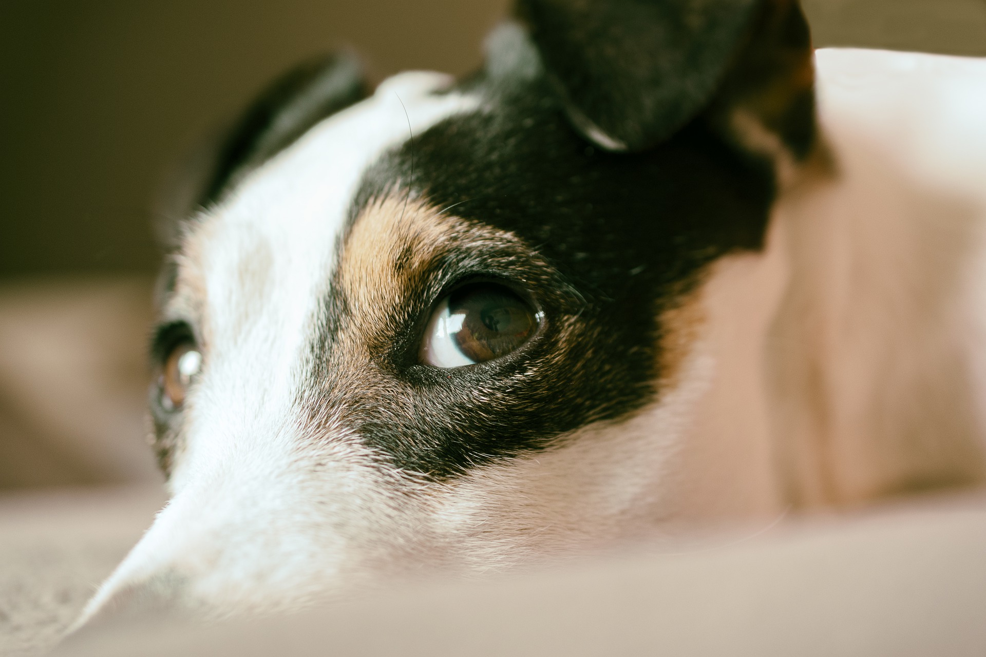 Un perrito de raza jack-russell evitó una tragedia y se convirtió en héroe en Francia. (Foto Prensa Libre: Pixabay)