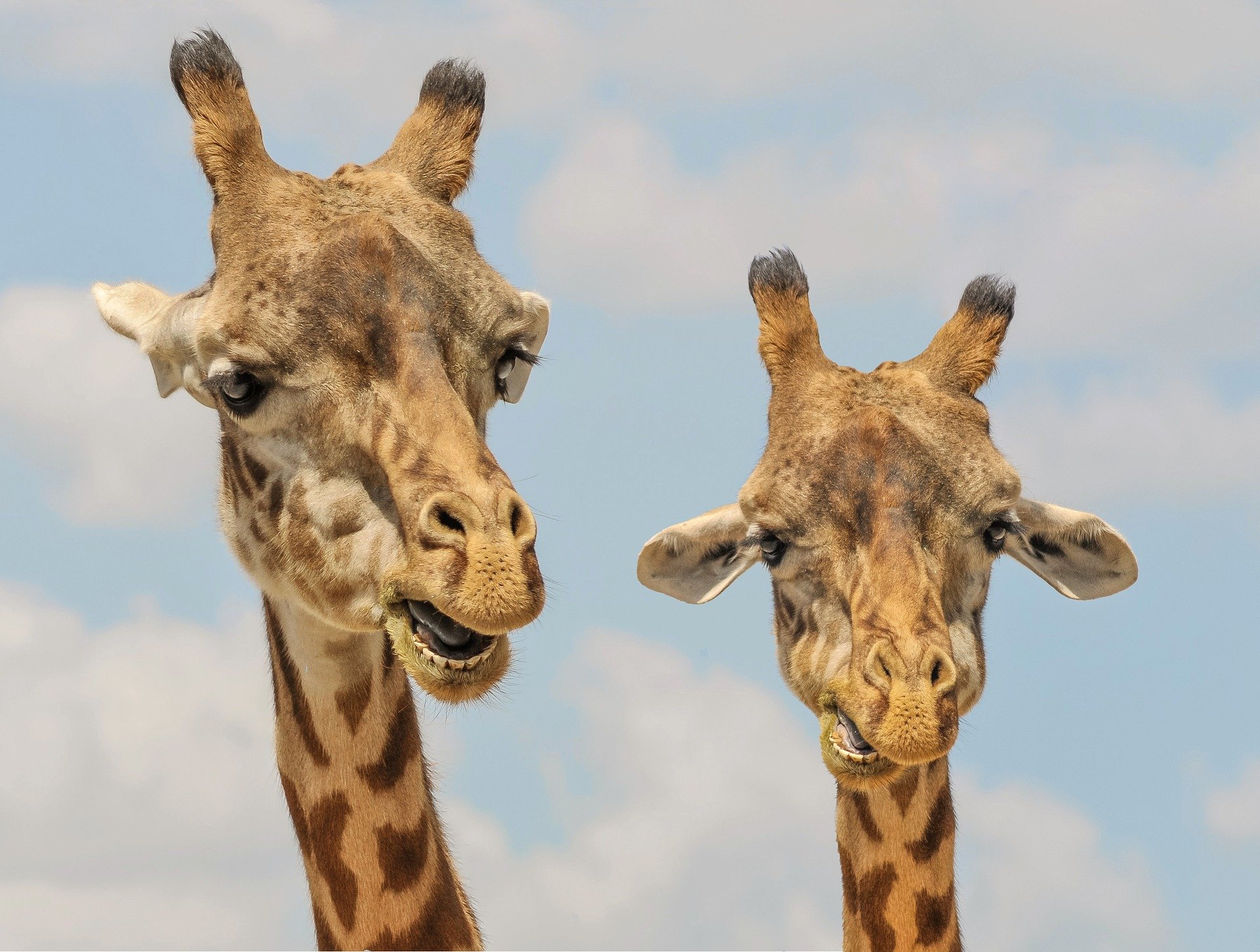 Organizaciones de protección animal revelan impactantes imágenes de varios cadáveres de jirafas que exhiben la sequía en Kenia. (Foto Ilustrativa: Pixabay)