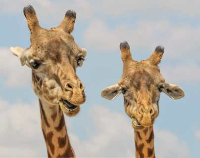Las imágenes de las jirafas muertas de sed que dan la vuelta al mundo como alerta del cambio climático