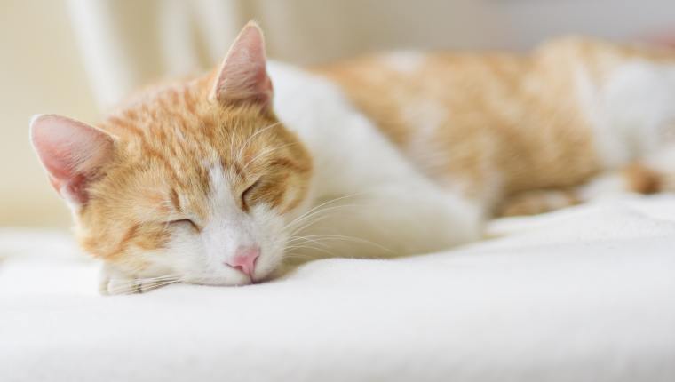 Descubren un centenar de gatos muertos y otros animales enfermos en casa de un jubilado en Francia