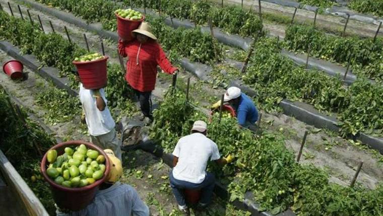 Según datos del Minex solo el año pasado 11 mil 945 guatemaltecos viajaron a Canadá a hacer labores agrícolas. (Foto Prensa Libre: Hemeroteca)