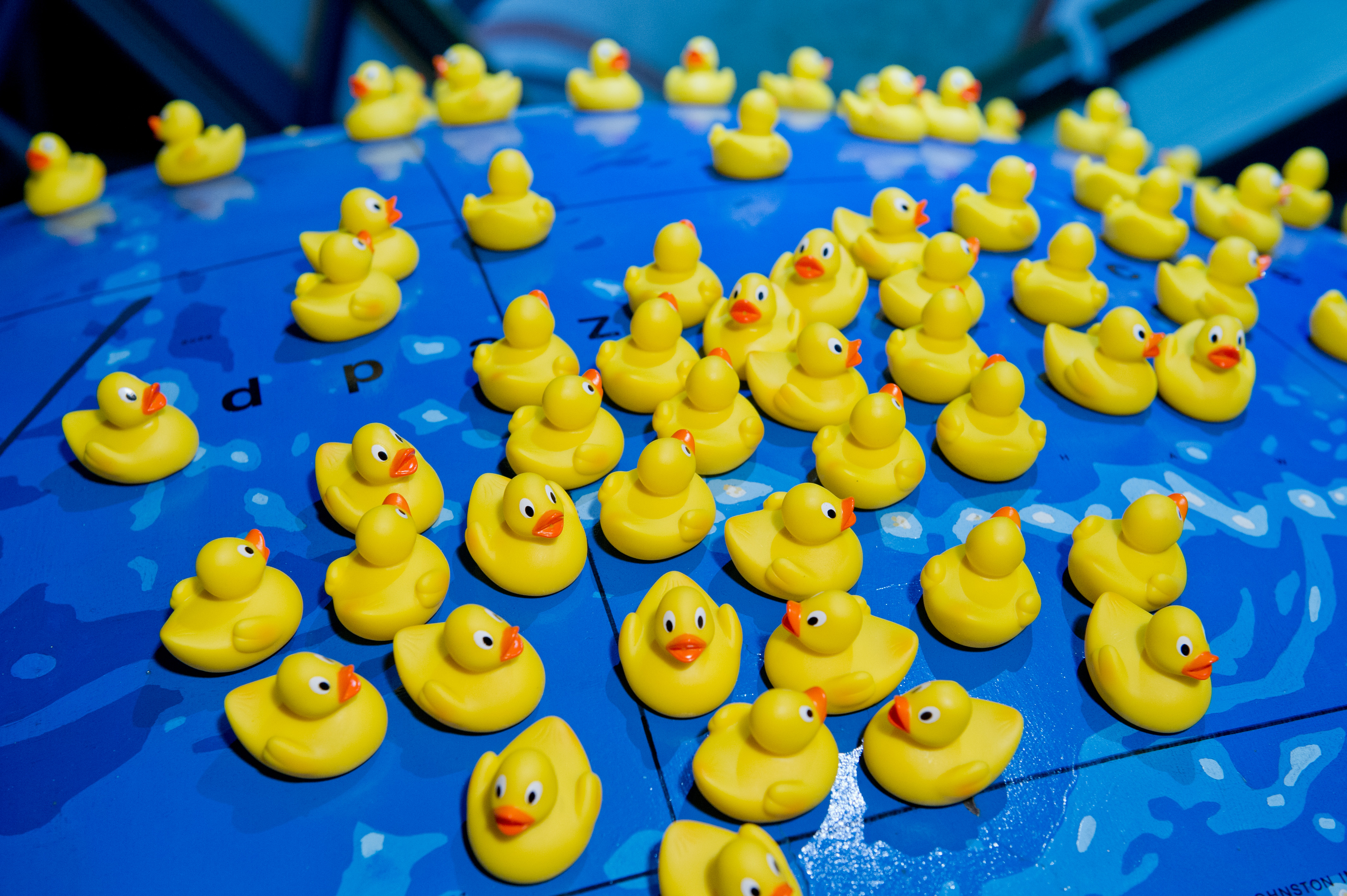 Animales de goma perdidos en el mar hacen su aporte a la ciencia