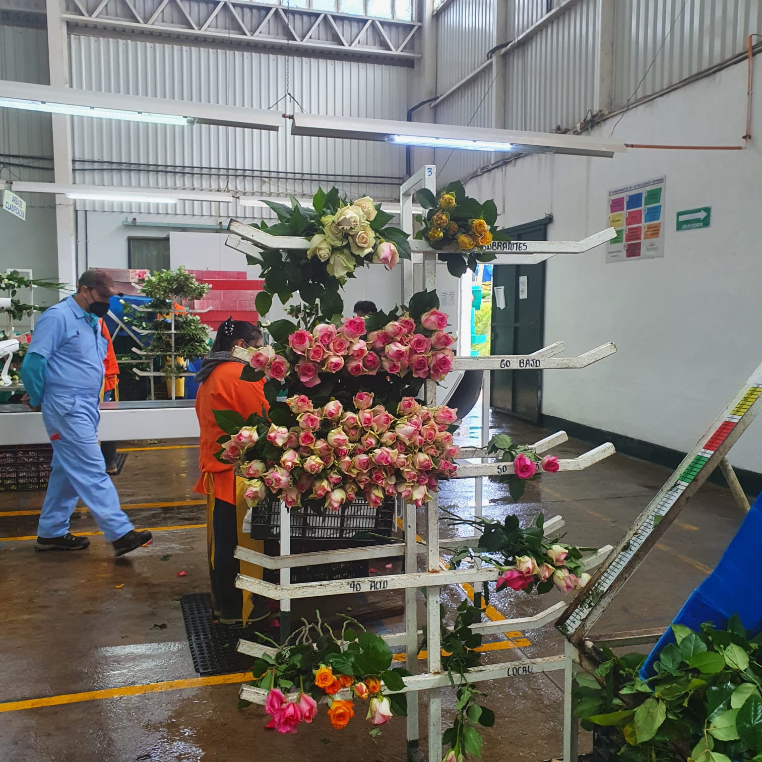 El sector genera entre 15 mil y 20 mil empleos directos y solo en flores, hay casi 8 mil trabajadores. (Foto Prensa Libre: SunFresh Farm)