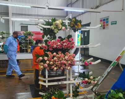 Guatemala está preparada para atender la temporada alta de flores de exportación y la producción se diversifica