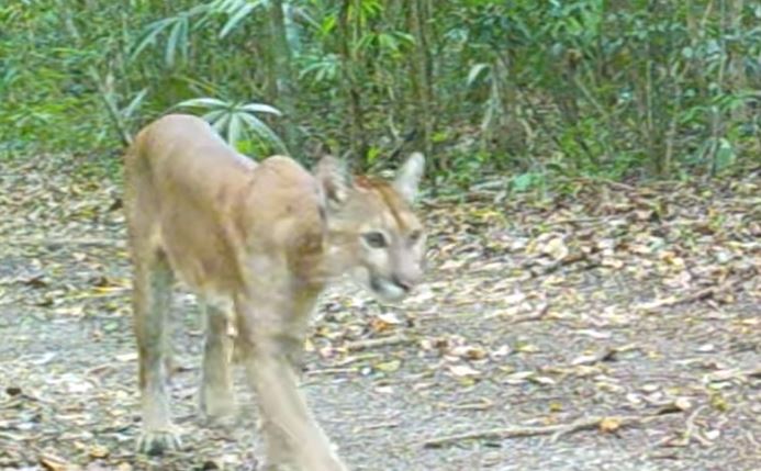 Jaguar, puma y tapir: Los impresionantes videos que muestran la biodiversidad de la Biosfera Maya