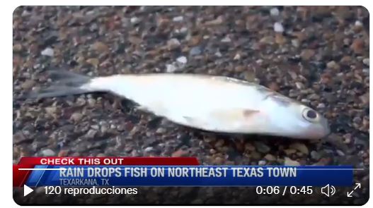 Una lluvia de peces sorprendió a los habitantes de la ciudad Texarkana, Texas. (Foto Prensa Libre: Captura de Pantalla) 