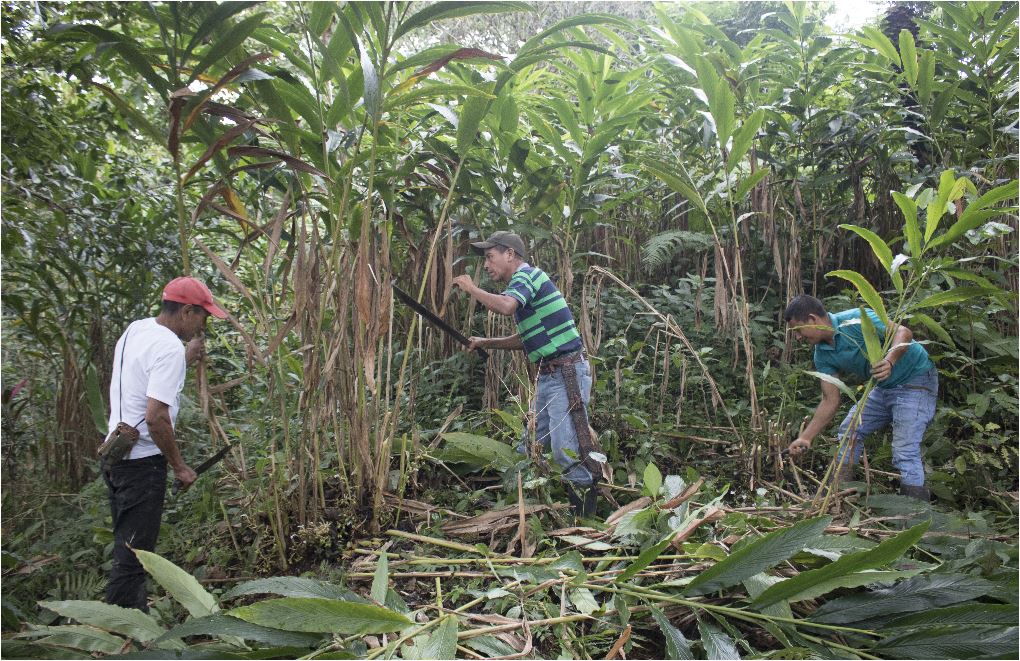 Productores de cardamomo en desesperación eliminan cultivos de cardamomo por bajos precios. (Foto Prensa Libre: Mike Castillo)