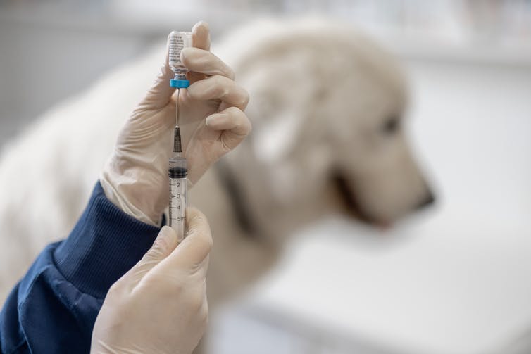 Qué pasaría si no vacunamos a los perros contra la rabia Shutterstock