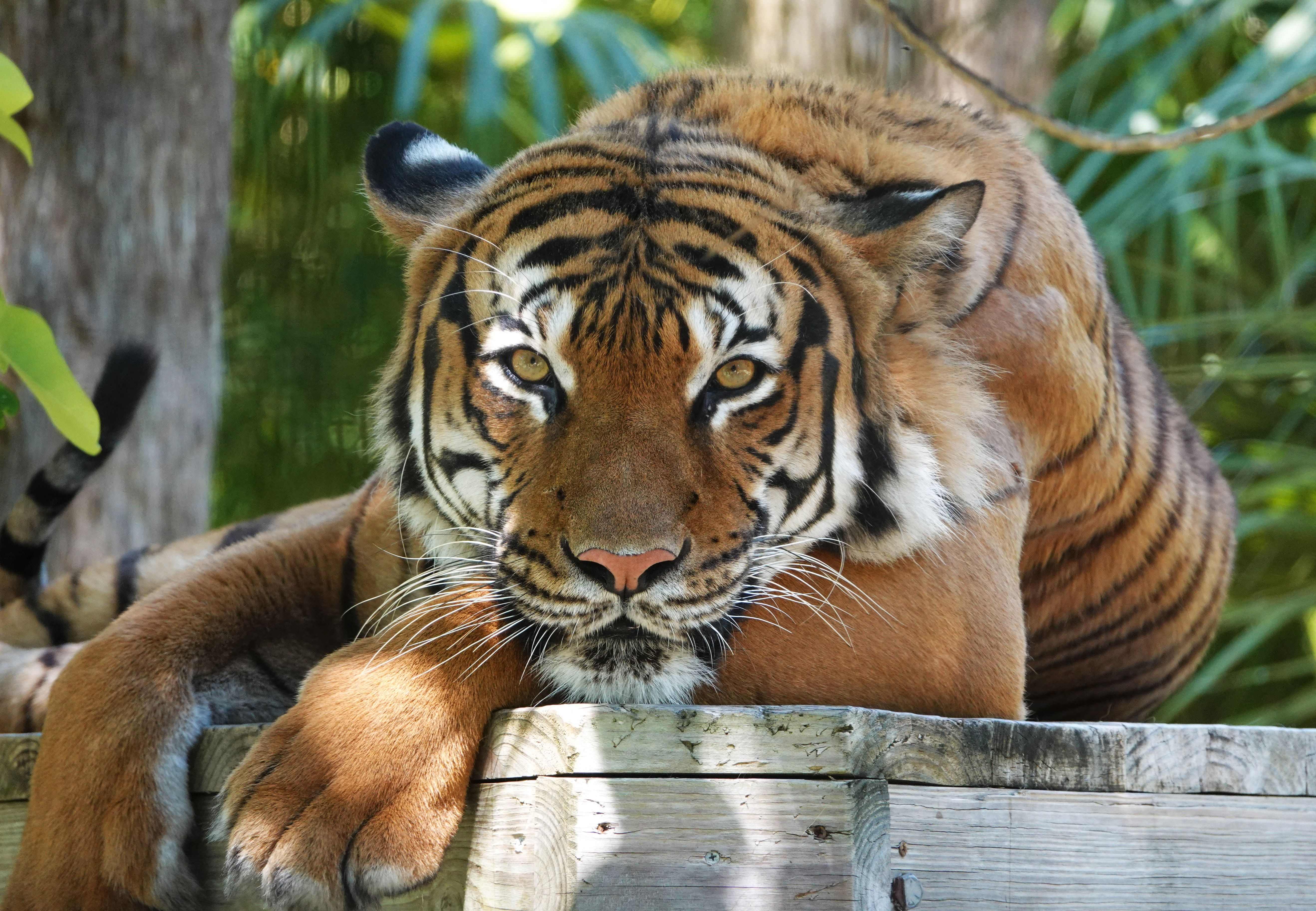 El tigre “Eko” fue ejecutado por un policía en el zoológico de Naples, donde el felino atacó a un trabajador de limpieza del recinto. (Foto Prensa Libre: AFP)