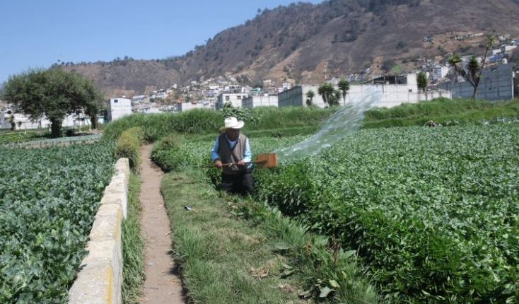 El sector agrícola mantendrá el dinamismo este año, impulsado por los altos precios, que representan una oportunidad en las exportaciones. (Foto Prensa Libre: Hemeroteca)